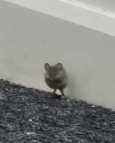 Yu Q. Wilson's booty 🥽 NIJISANJI EN tweet media