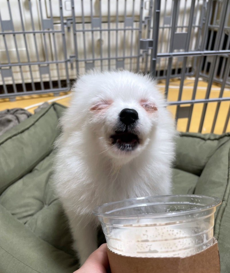 사도(다롱이팬) tweet media