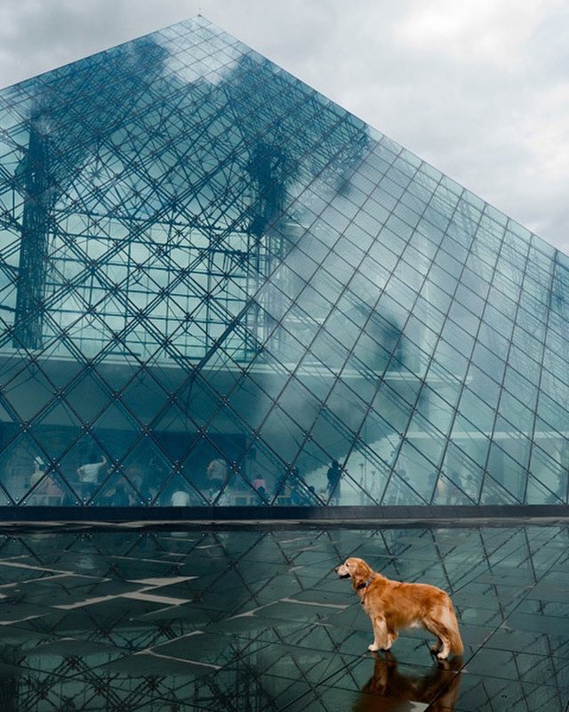 ゴールデンレトリバー🐕太郎 tweet media