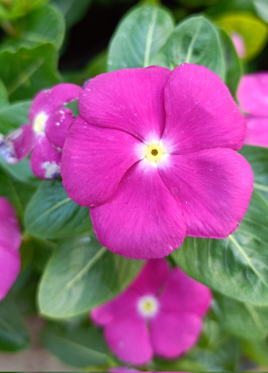 Nature's Magic' tweet media