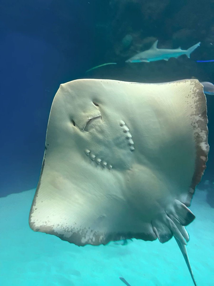 ทุกคนฟังชั้น บอวอเป็นปลากระเบนจริง ๆ 

BEVERTONLIEW X CIELO EVENT
#Cieloเอนจอยแบบไม่รู้สึกผิด
 #bbverpj <a href="/bbverpj/">ต้นฝ้า</a>