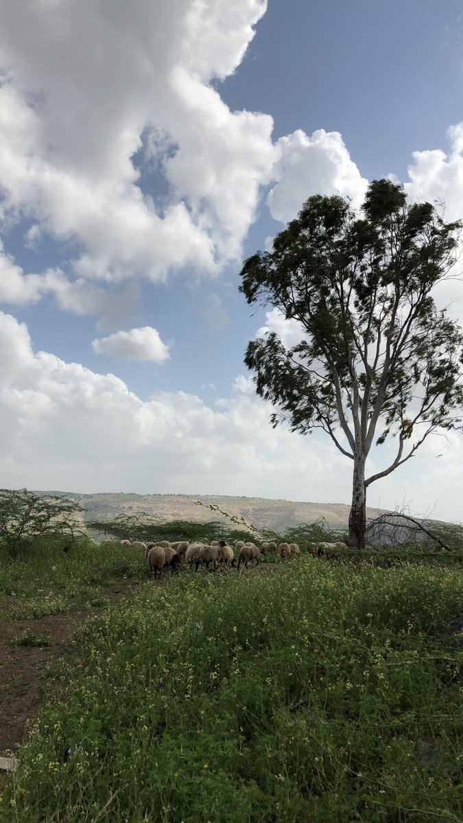 Ashwag 🕊️. tweet media