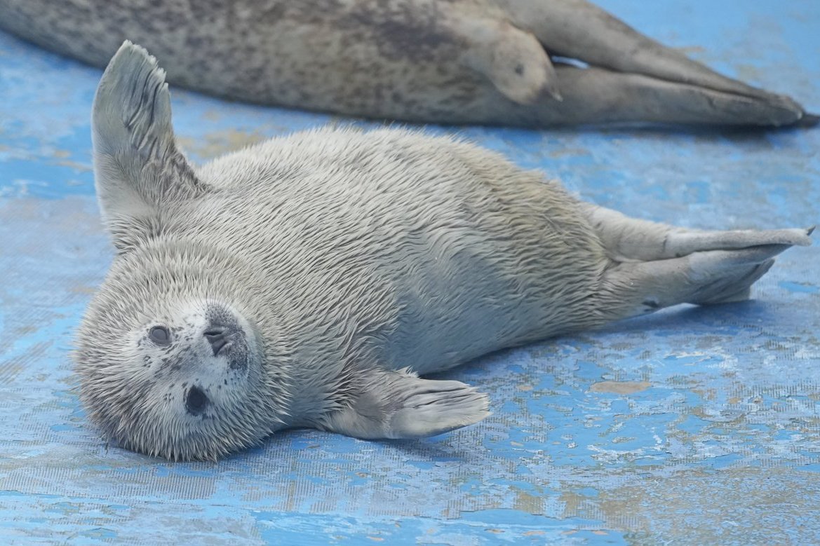 aquaberuga's tweet photo. だっこ......したい......
＃ゴマフアザラシ の赤ちゃん
＃ノシャップ寒流水族館 (閉館中) https://t.co/SEdxb6dL0y