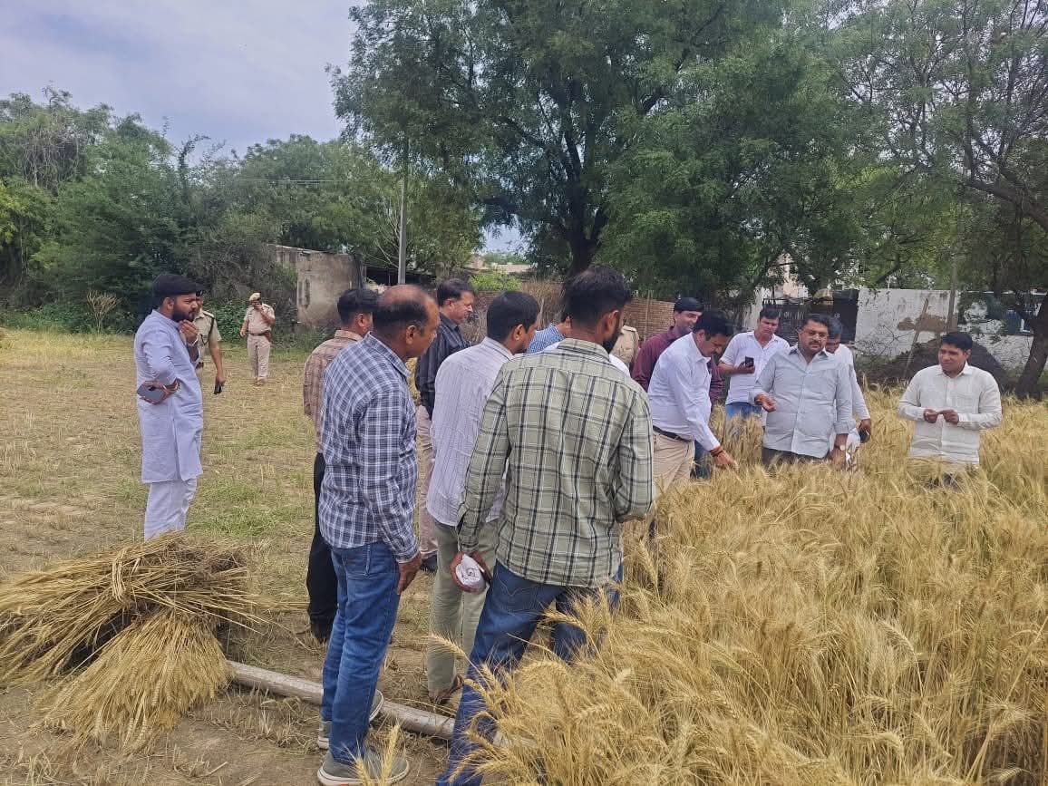 drkrishanbjp's tweet photo. बावल हल्के में हुई बारिश व ओलावृष्टि से फसलों को हुए नुकसान का आज ग्राम टांकड़ी, धारण, राजगढ़, बेरवाल, भद्राणा, आराम नगर, कानूका सहित कई गांवों में किसानों के बीच जाकर जायजा लिया।

@cmohry @NayabSainiBJP @Rao_InderjitS @ArtiSinghRao @BJP4Haryana https://t.co/2bla4zQj5U