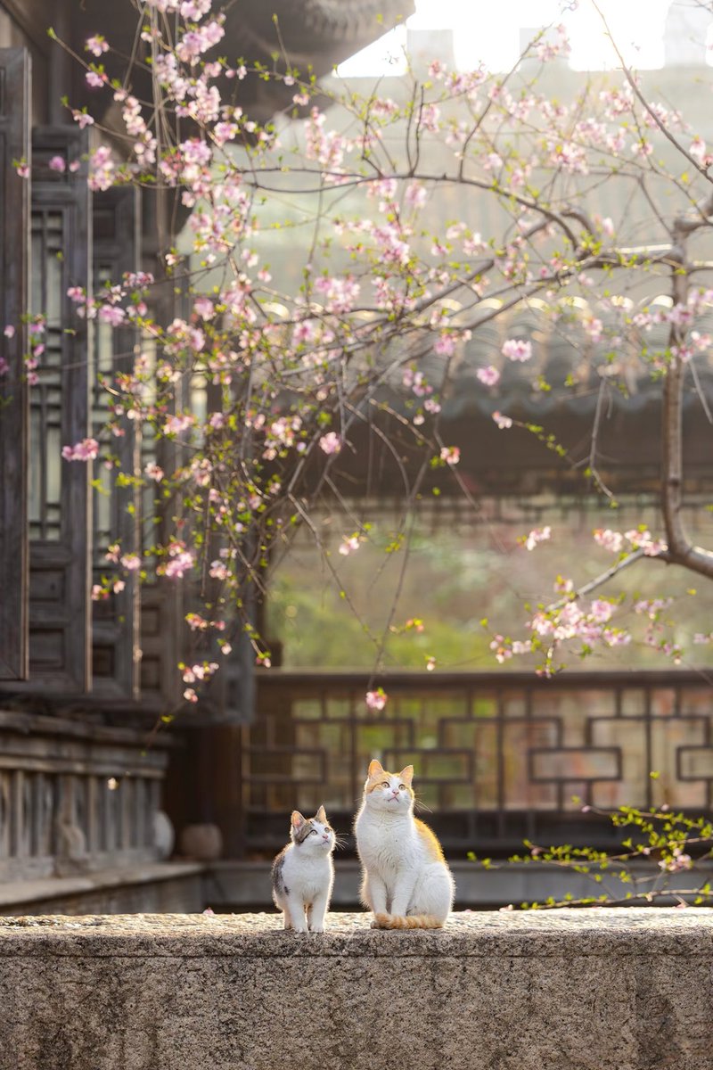 不会飞的猫（互fo） tweet media