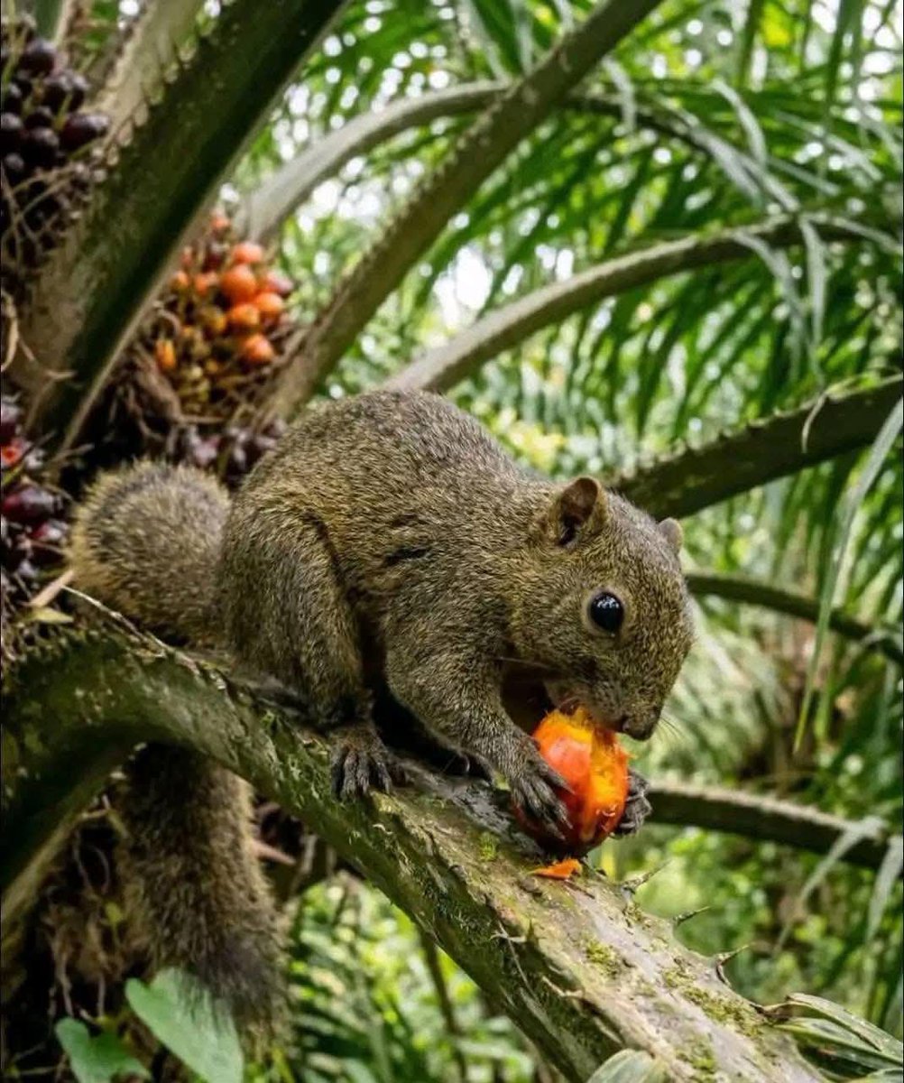 🇨🇦 Ademola🇨🇭 tweet media