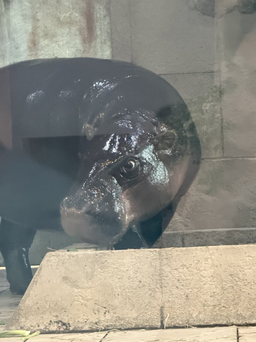 びーだま人 tweet media