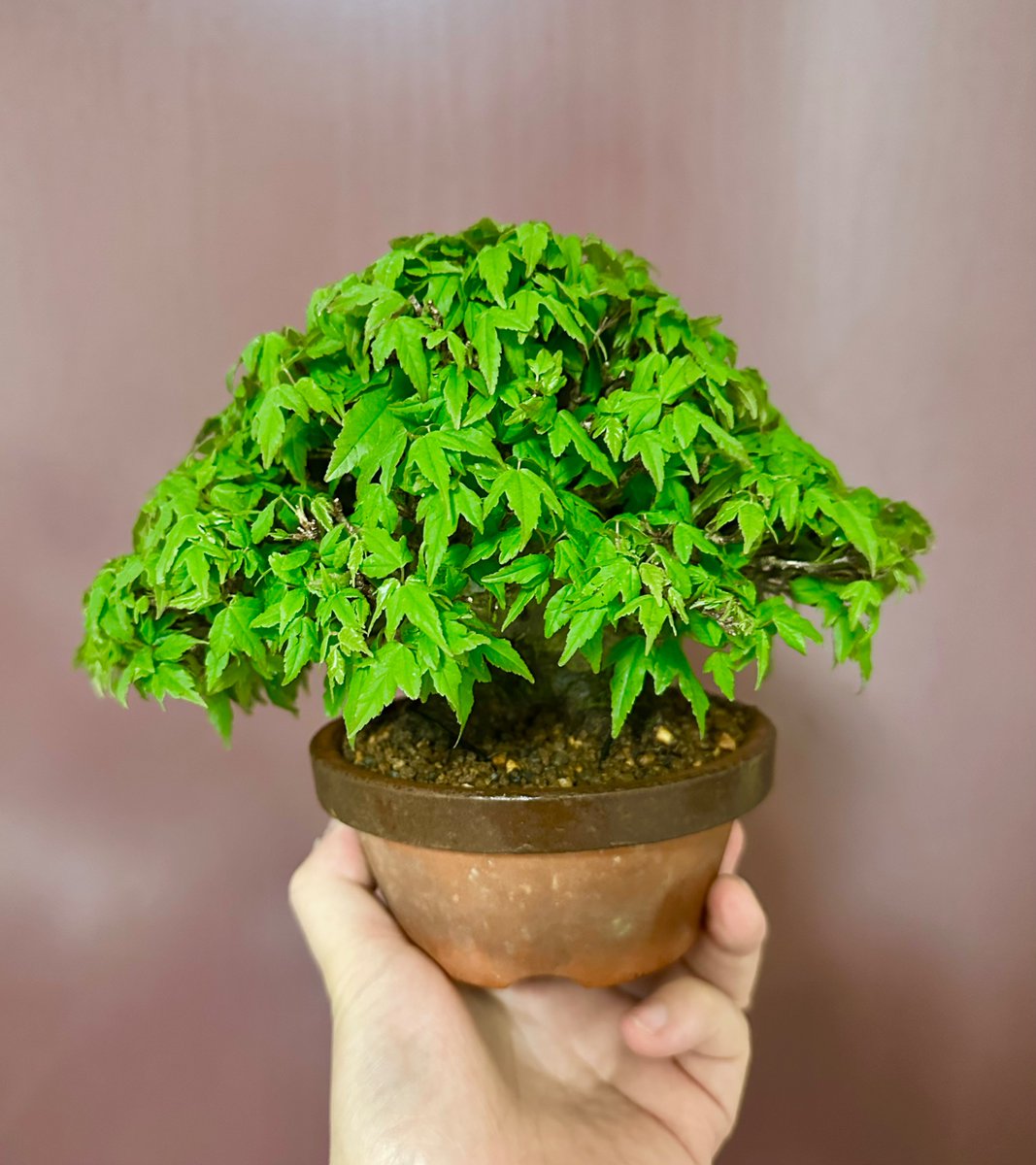 とんでもなく枝がほぐれた楓。
葉がも少し固まり次第、葉透かしです。