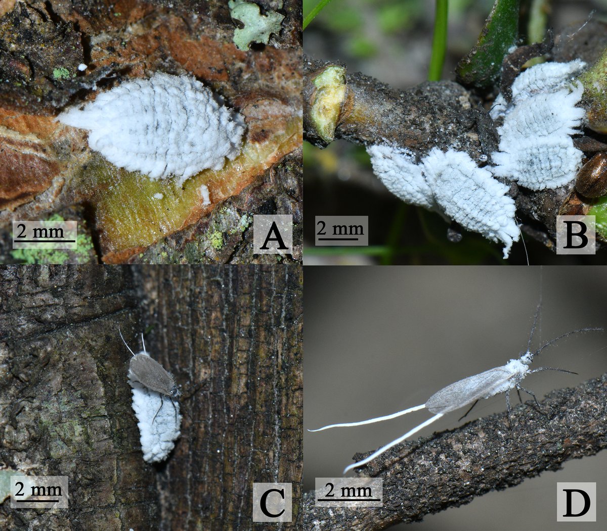 ZooKeys_Journal's tweet image. A new species of scale #insect, 𝘗𝘶𝘵𝘰 𝘢𝘭𝘵𝘪𝘮𝘰𝘯𝘵𝘢𝘯𝘶𝘴, has been discovered living on #oak #trees in the high-altitude mountains of Tibet! 🏔️ ⤵️ doi.org/10.3897/zookey…

#newspecies #biodiversity