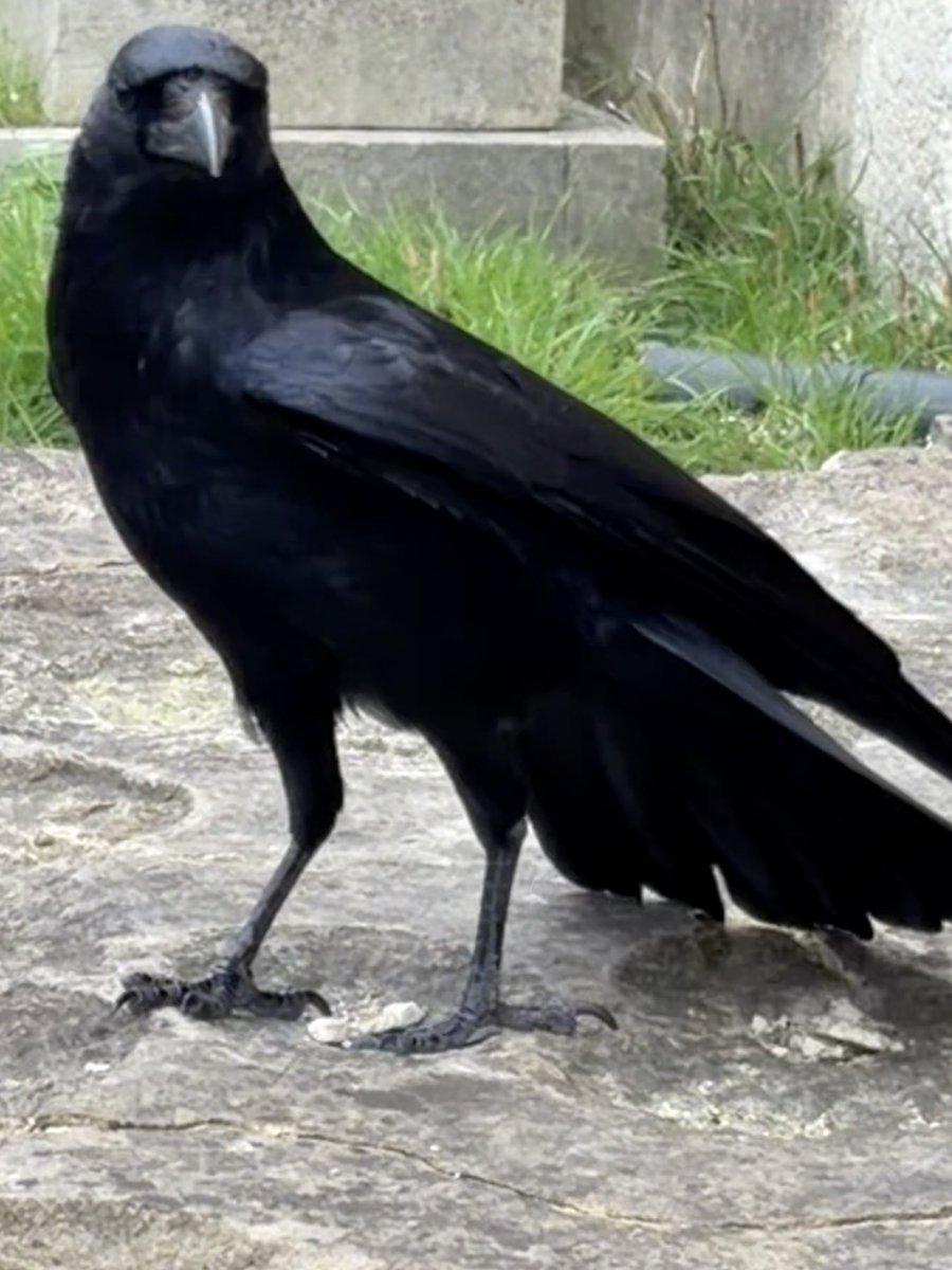 BromptonBunch's tweet image. Camilla is the most elegant crow on the block #Crows