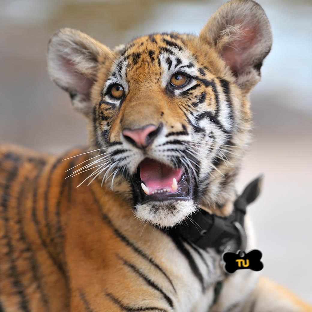 Towson University tweet media
