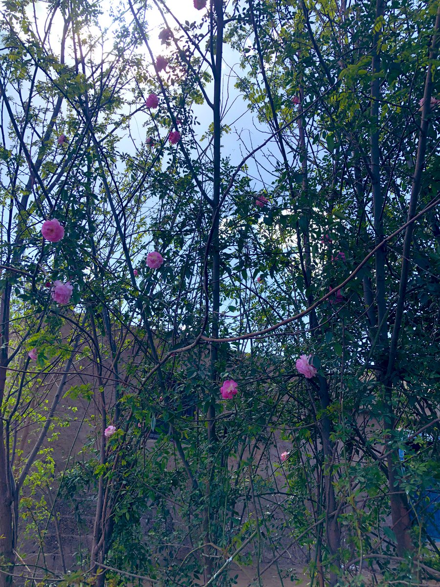 عــــزام🍃 tweet media