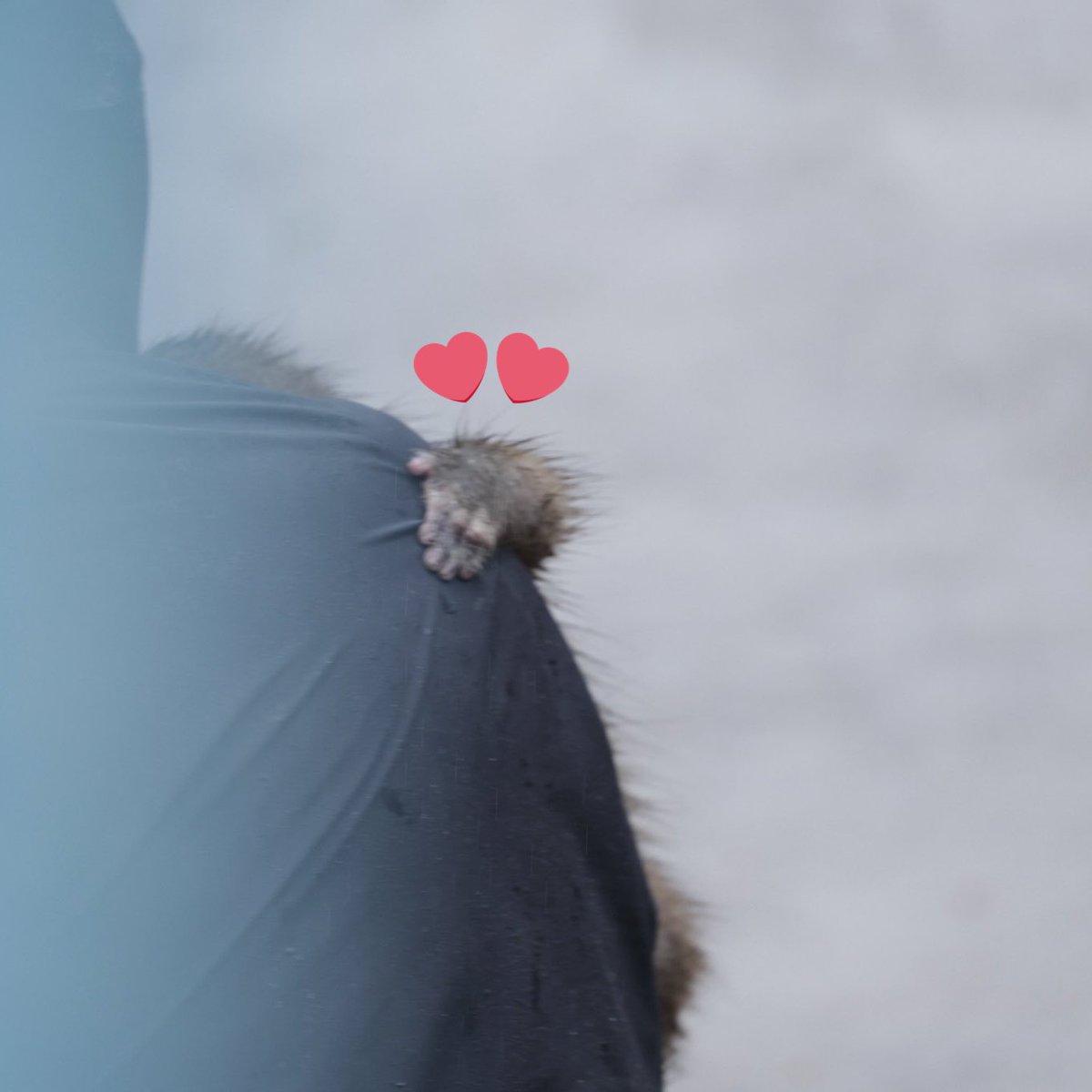 Petswithaura's tweet photo. Little hands of the child Clinging to Daddy's shoulders https://t.co/KajvdpZgjc