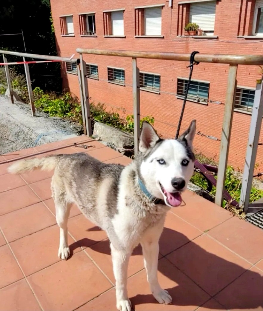 Àrees de Gossos Badalona tweet media