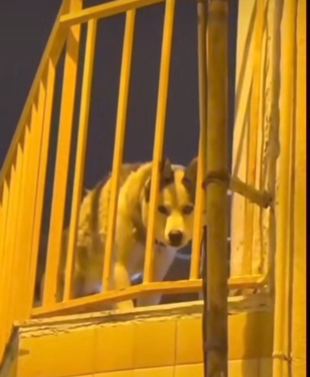 Àrees de Gossos Badalona tweet media