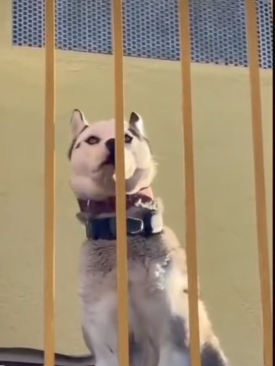 Àrees de Gossos Badalona tweet media