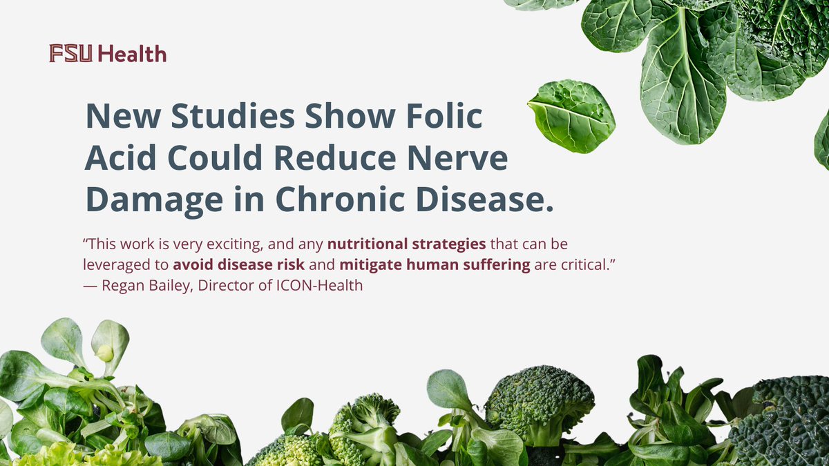 FSU_Health's tweet photo. FSU research suggests that increasing folic acid in your diet has the potential to reduce nerve damage commonly linked to type 2 diabetes.  

While still in early stages, this work highlights the potential role nutrition can play in managing medical conditions — a promising direction for lifestyle medicine. 

What’s the next step? The Institute for Connecting Nutrition and Health (ICON-Health) will conduct clinical trials in Tallahassee in hopes of validating these findings to change future standards of care. #FSUHealth

To learn more about this study, visit https://t.co/MEA5UgKVi1