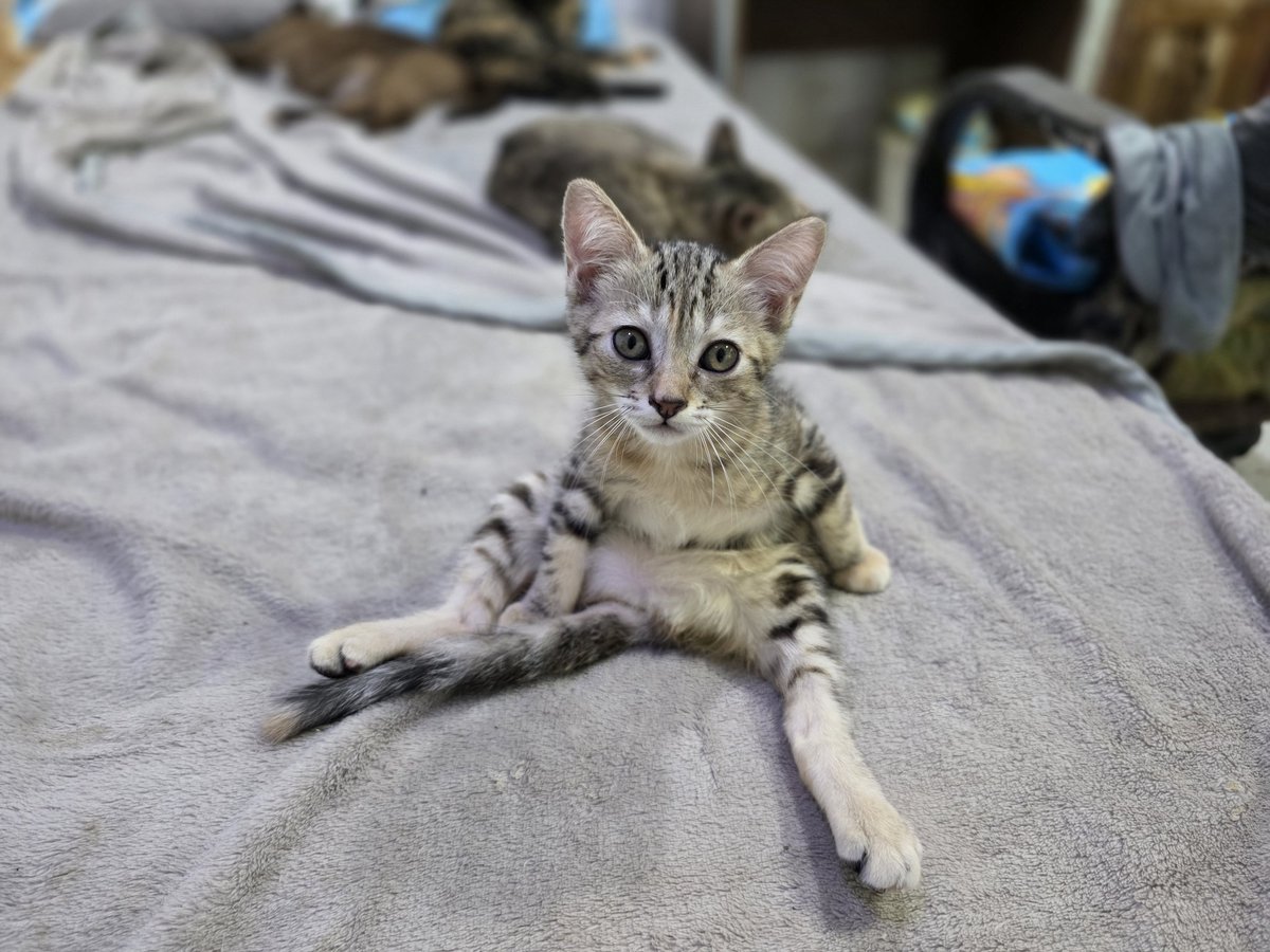 แมวทองมี กวีพเนจร tweet media