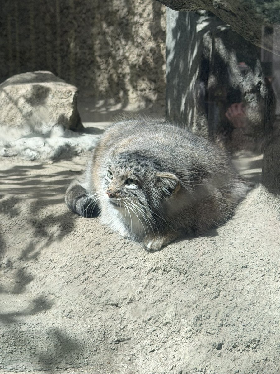 ベラ🍓 tweet media