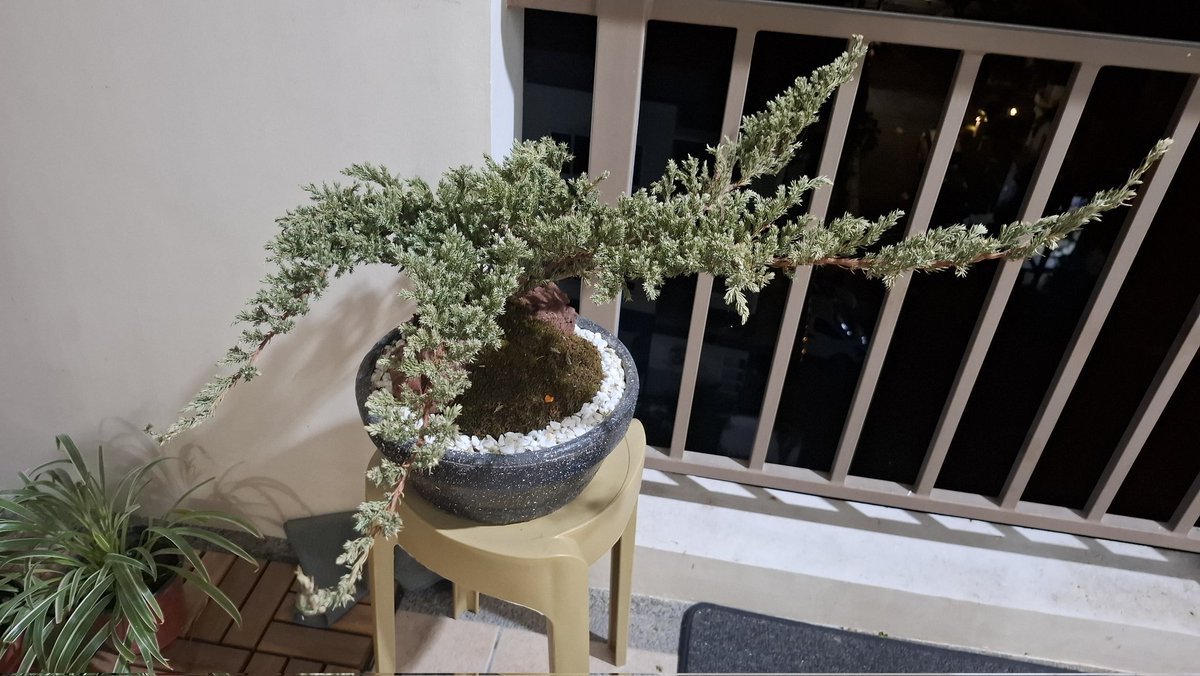my juniper bonsai is browning nooo