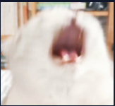 밍파닥 m.abyss tweet media