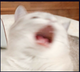 밍파닥 m.abyss tweet media