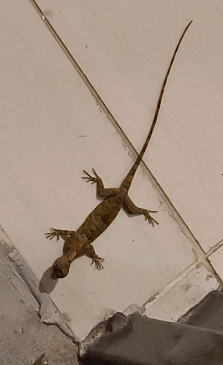 #lizard
Яшперица