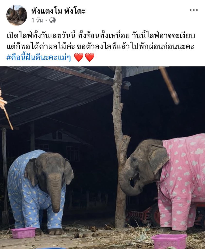 Angie no.2 tweet media