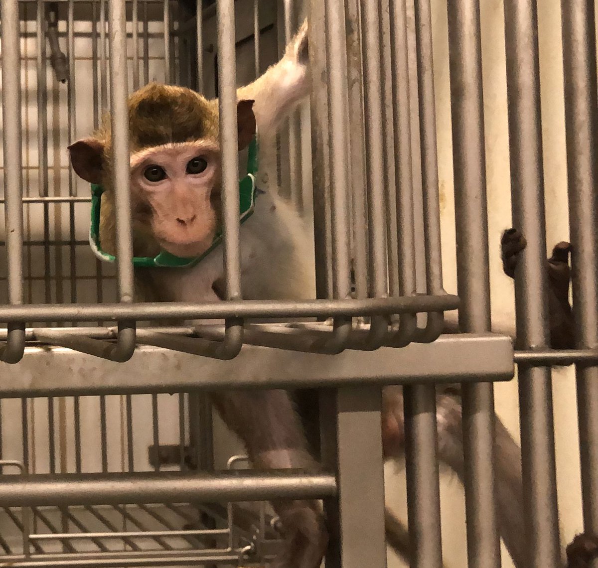 Action4Primates's tweet image. Today is Hanuman Jayanti #Hindu festival in Mauritius, honouring Lord Hanuman. #Monkeys are revered as representations of the 'monkey god'. Sadly, no reverence for macaques in #Mauritius - almost 15,000 were exported to suffer &amp;amp; die in laboratories in US, Canada &amp;amp; Europe in 2025.