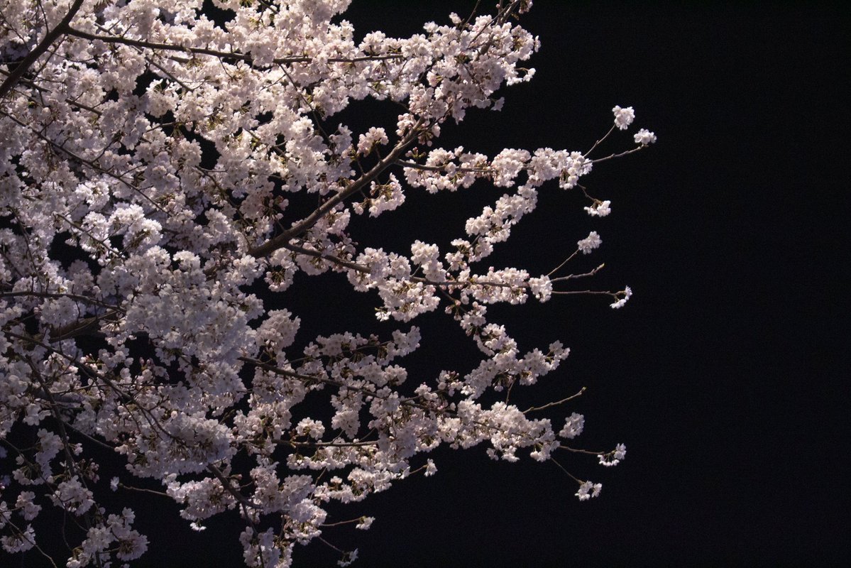 찻살떡 tweet media