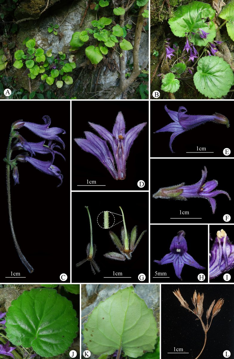 PhytoKeys tweet media