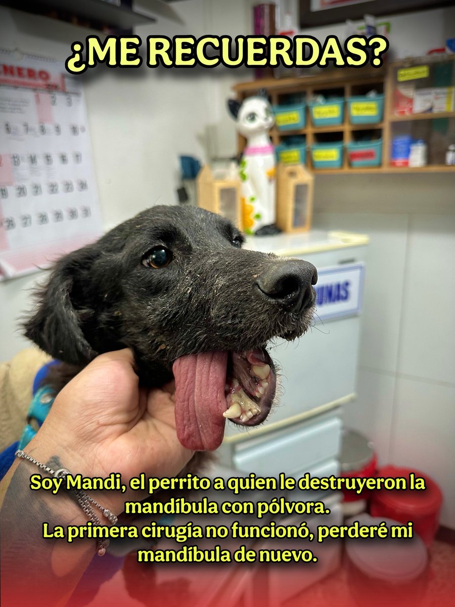 Rescates especiales. tweet media