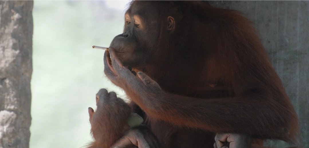 FCU Philipp tweet media