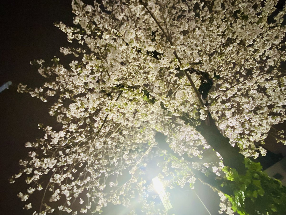 夜桜、涙溢れんだって

📺沈丁花'n' blues / 川上真樹
youtu.be/IZeds4Kig60?si…