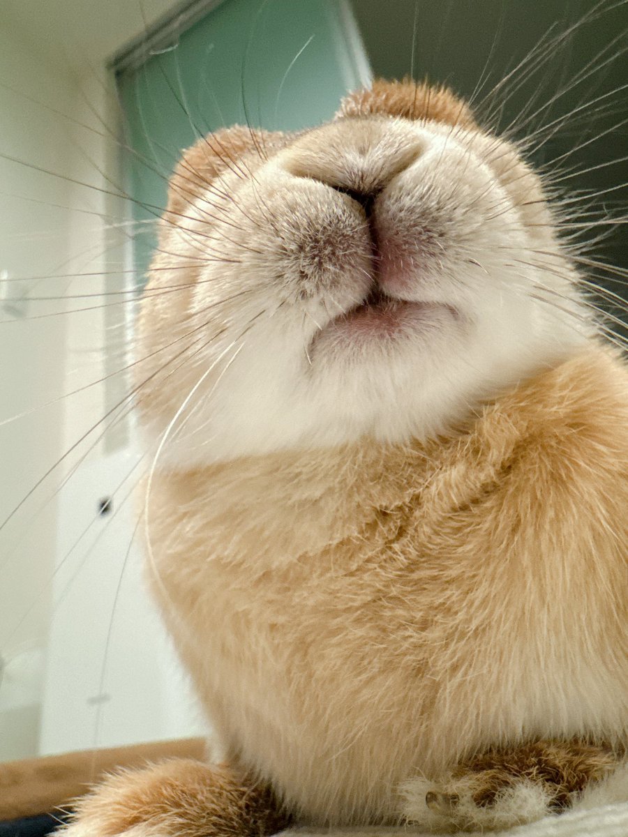 じゃがまるくん tweet media