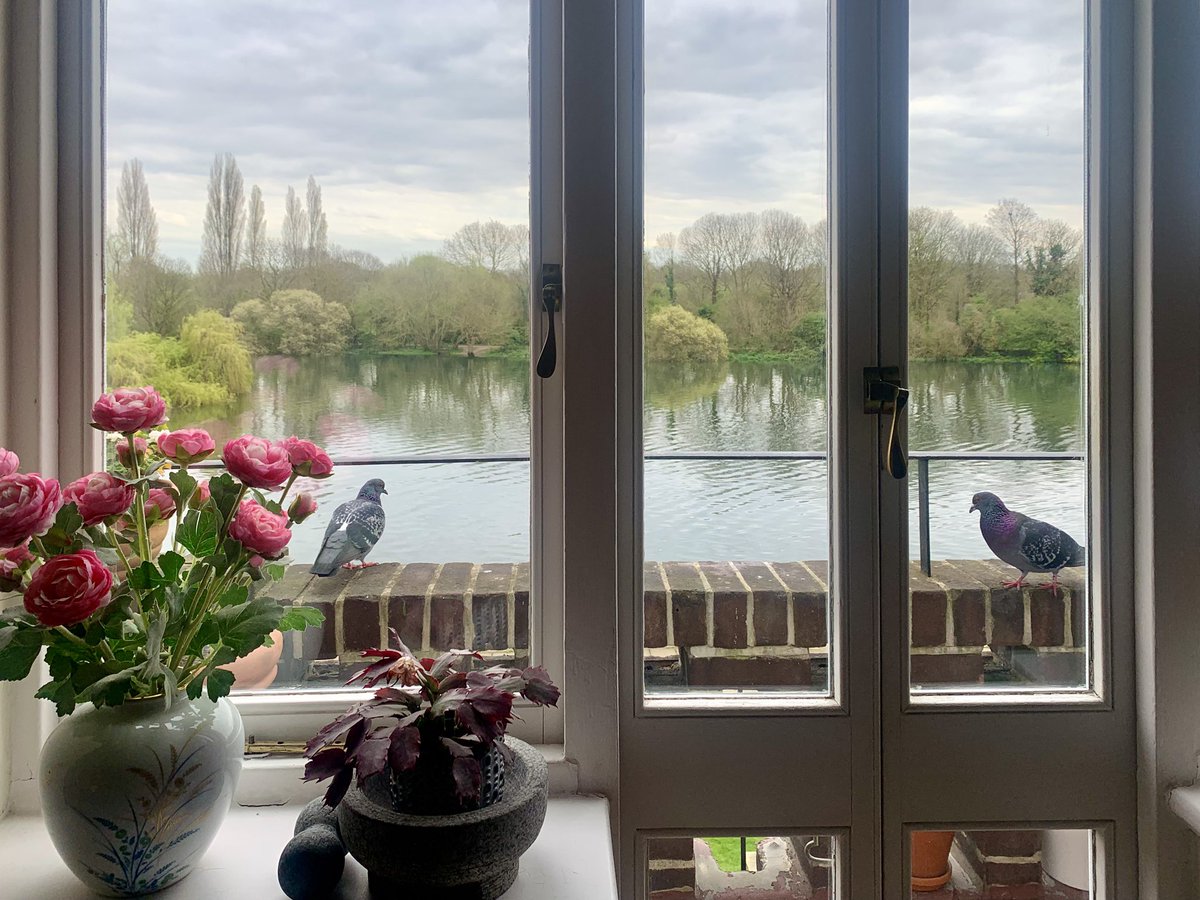 ruths_gallery's tweet image. Isaac and Ivy are checking out our balcony - perhaps ready for another try? 

#pigeons #viewfrommybalcony #twickenham