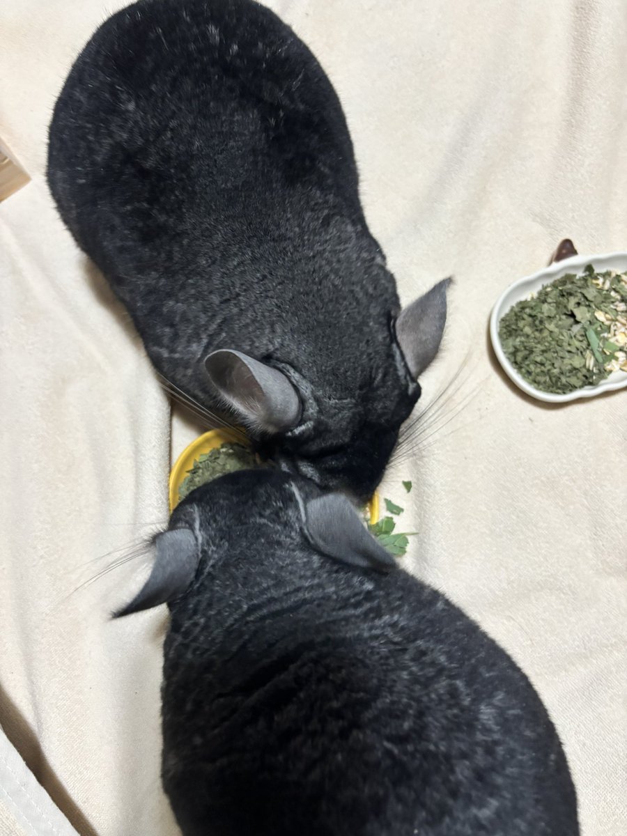 チンチラᒼᑋªⁿ✿の保護者 tweet media