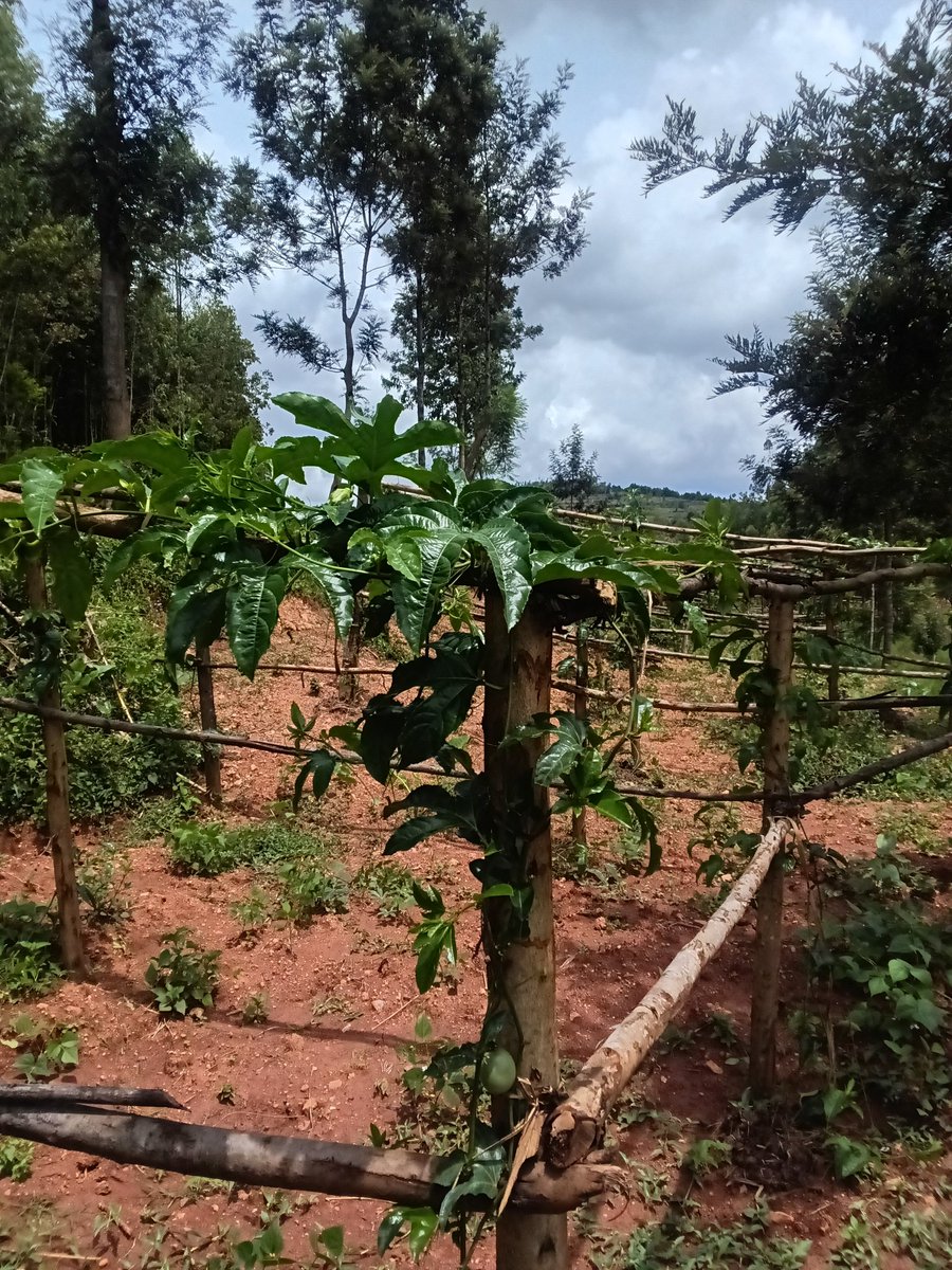 Friends of Motherland Initiative tweet media