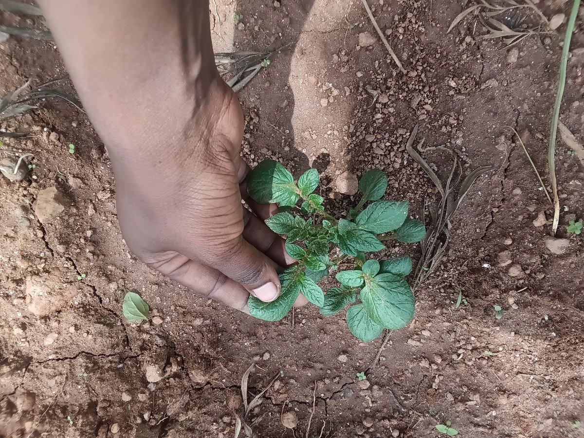 Friends of Motherland Initiative tweet media