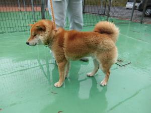 resani88's tweet photo. #福島県動物愛護センター本所 
#全６管轄ご高覧可　https://t.co/r7NeGLUDiE
【期限　5月1日前後】
保護日 (管理番号)　令和８年４月１日(水)（n-080401-1）
保護場所　　　　二本松市小沢字馬場　   
柴／中型   
茶白／中毛   
オス
推定５歳   
装着品　黄色首輪   
その他の特徴等 https://t.co/5TbKz7D4MI