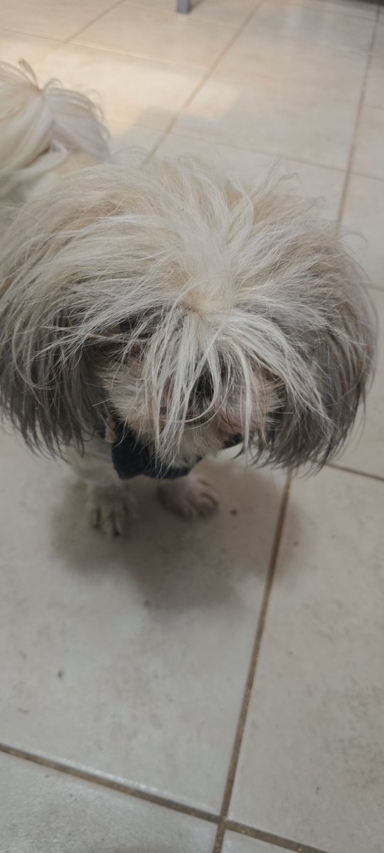 MeltyAwiis tweet media