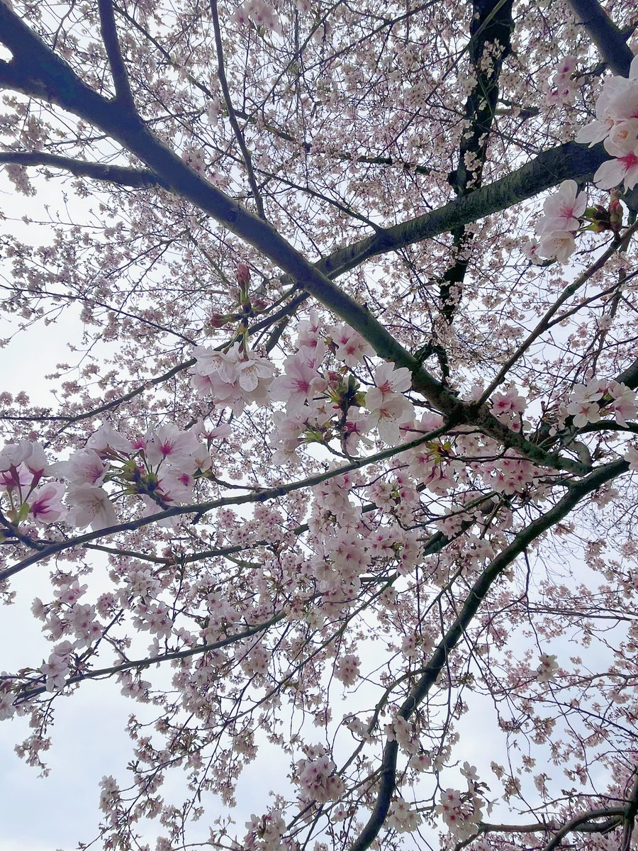 双葉 りあ tweet media