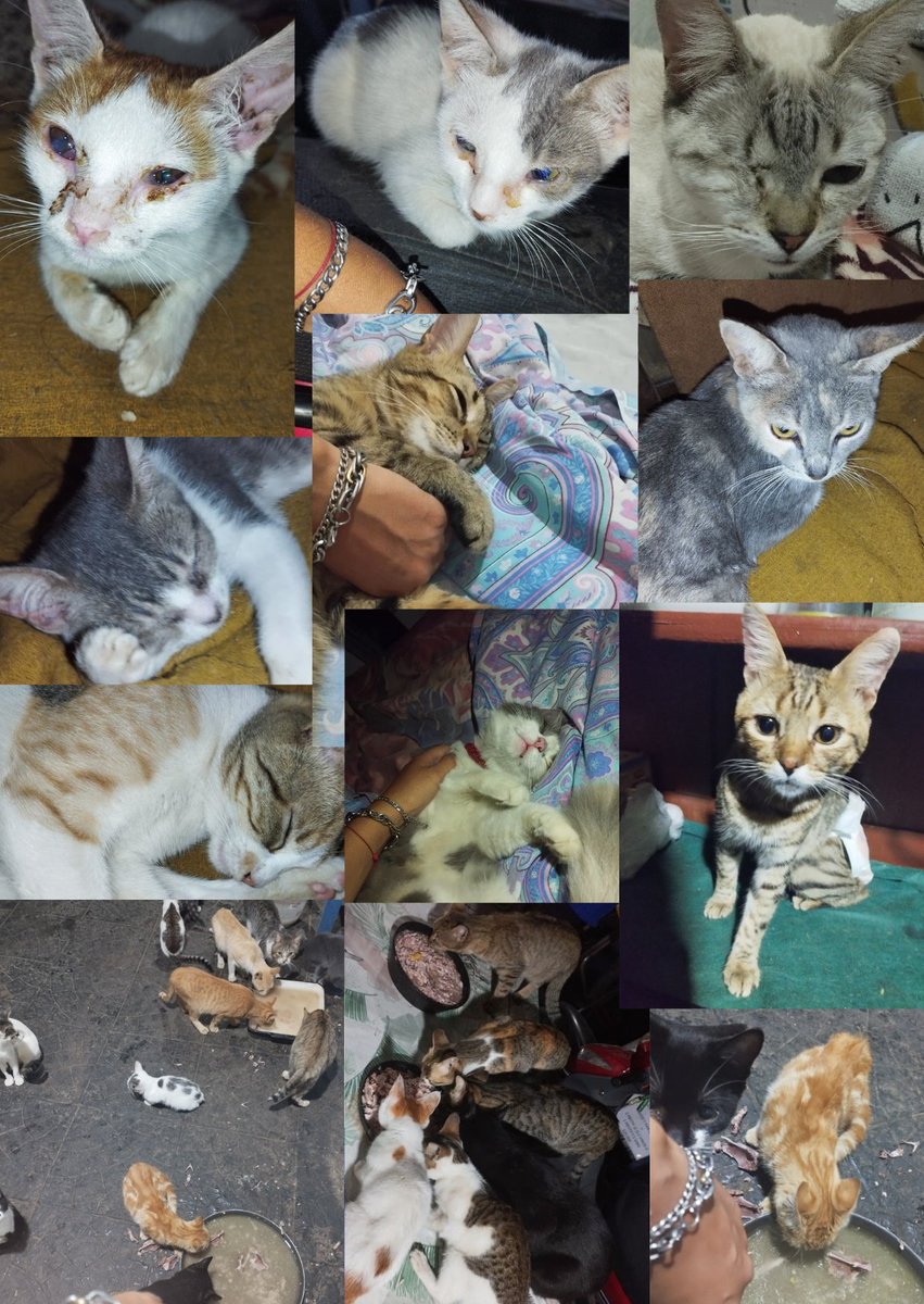 ninogatito20's tweet photo. @Titithebest4 @jenndeukiexo Perdón por pedir 🙏,Pero solo ustedes puedenayudarme
Necesito una cocina para trabajar este finde largo
y poder seguir cuidando a mis gatitos ,Si no es por mí háganlo por ellos ❤️ 
Alias: ninito02 https://t.co/vVnIHdw5E9
