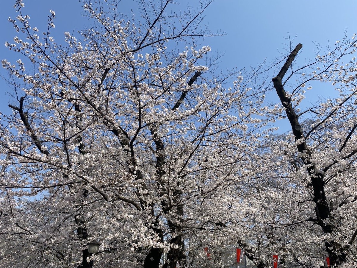 PXL_SNS's tweet photo. @jayypatriot 昨日のお昼の桜はこんな感じ https://t.co/o4lWK8Kuas