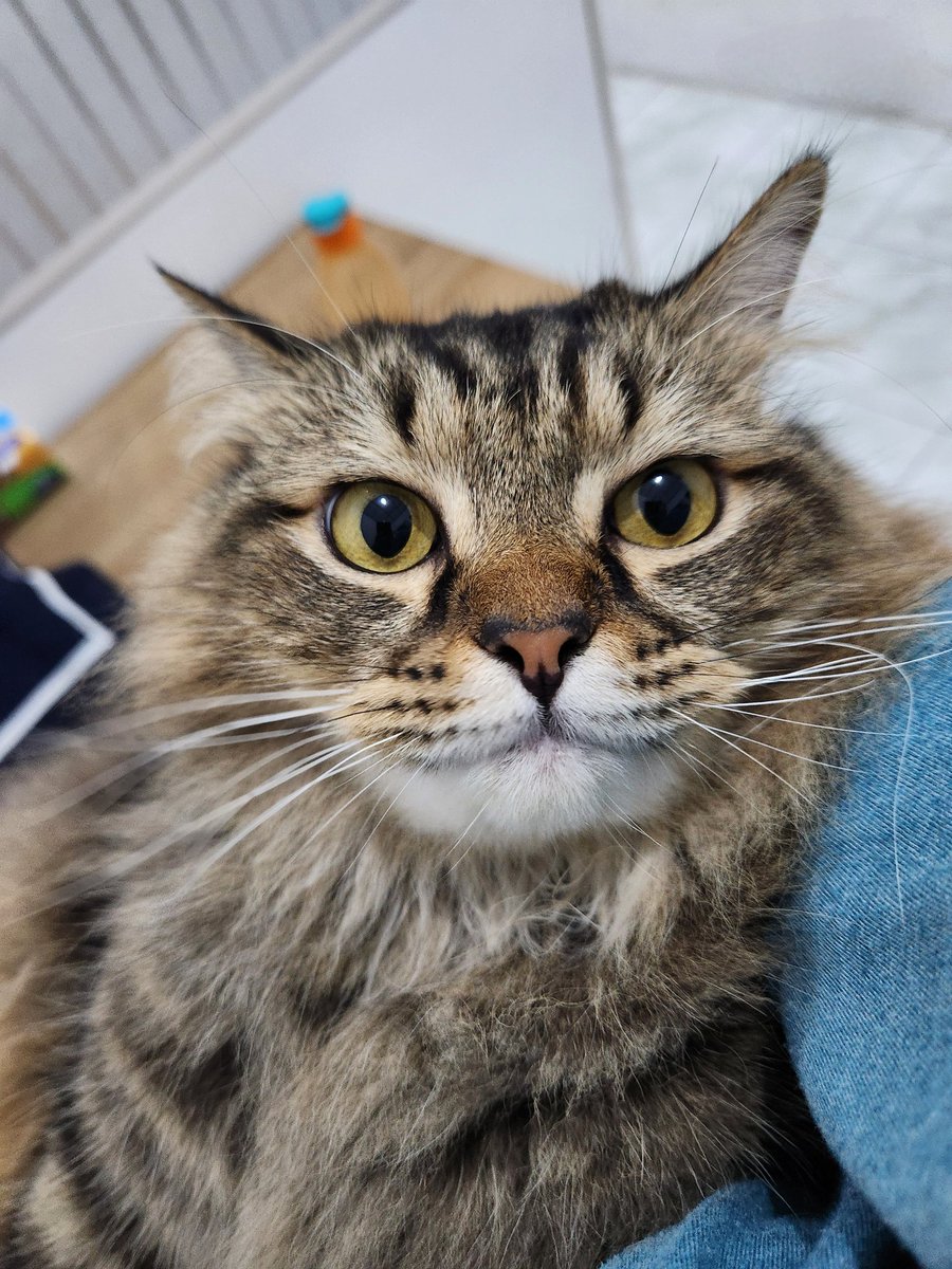 Kevin Mulia tweet media