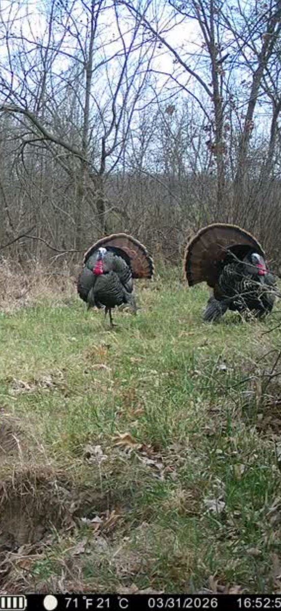 Daniel Mairet tweet media