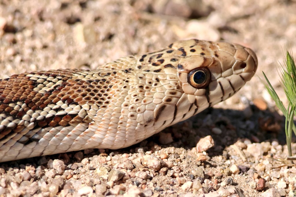 Shorty Harris tweet media