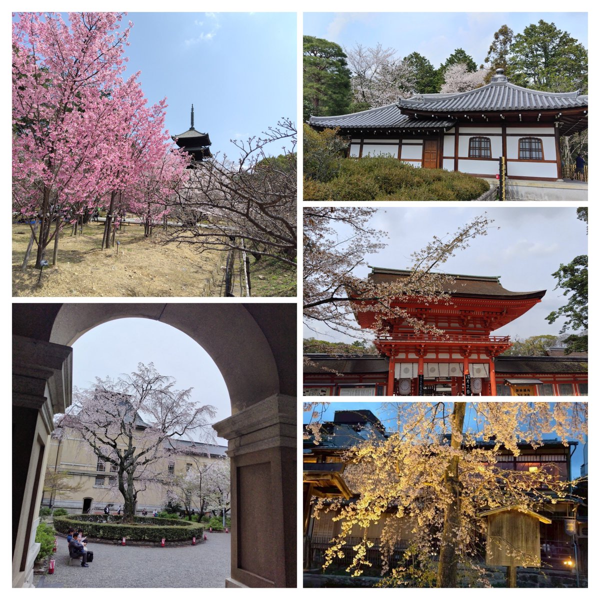 08daiya29's tweet photo. 仁和寺から龍安寺、下鴨神社、京都府庁旧本館最後に祇園と桜を求めて行ってきました。仁和寺の御室桜はまたまだ咲いて無かったですが、その他の所は満開で綺麗でした。訪問日3月30日
#京都旅　#仁和寺　#龍安寺　#下鴨神社　#京都府庁旧本館　#祇園 https://t.co/Z9lS1rtNLM