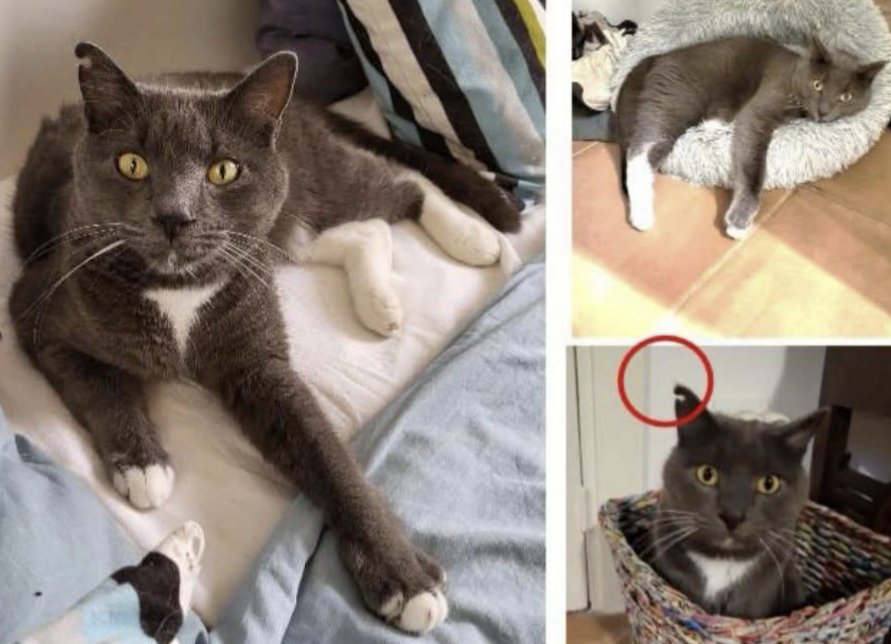 Animals del Maresme 🐾 tweet media