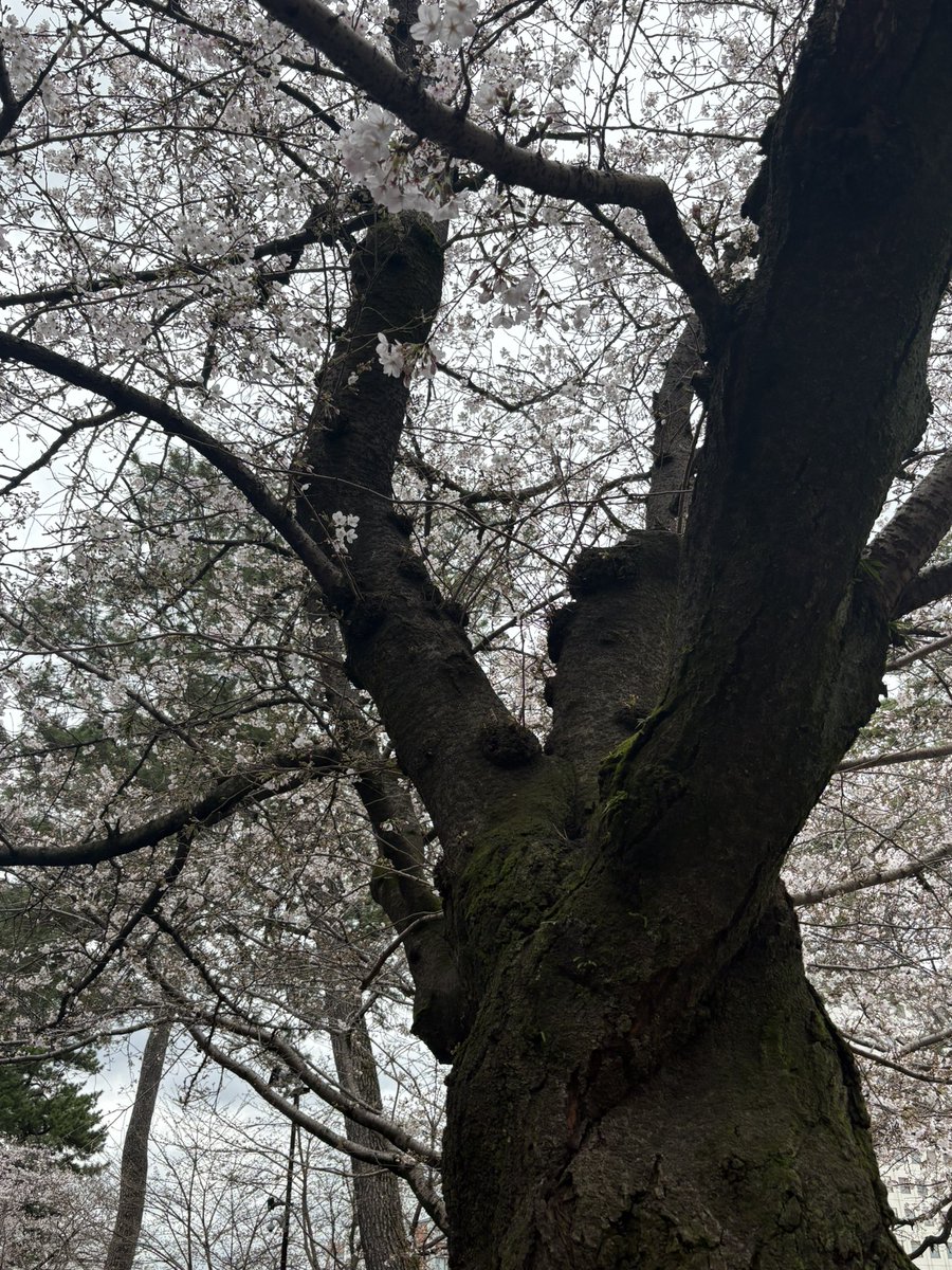 お花見しようって集まったけど桜はこれしか撮ってなかった